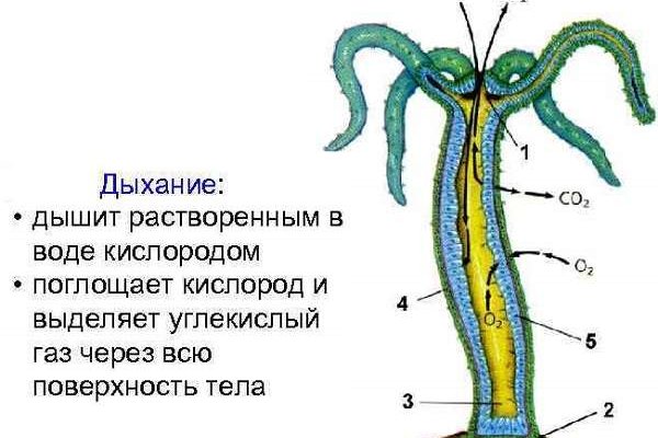 Кракен наркокортель