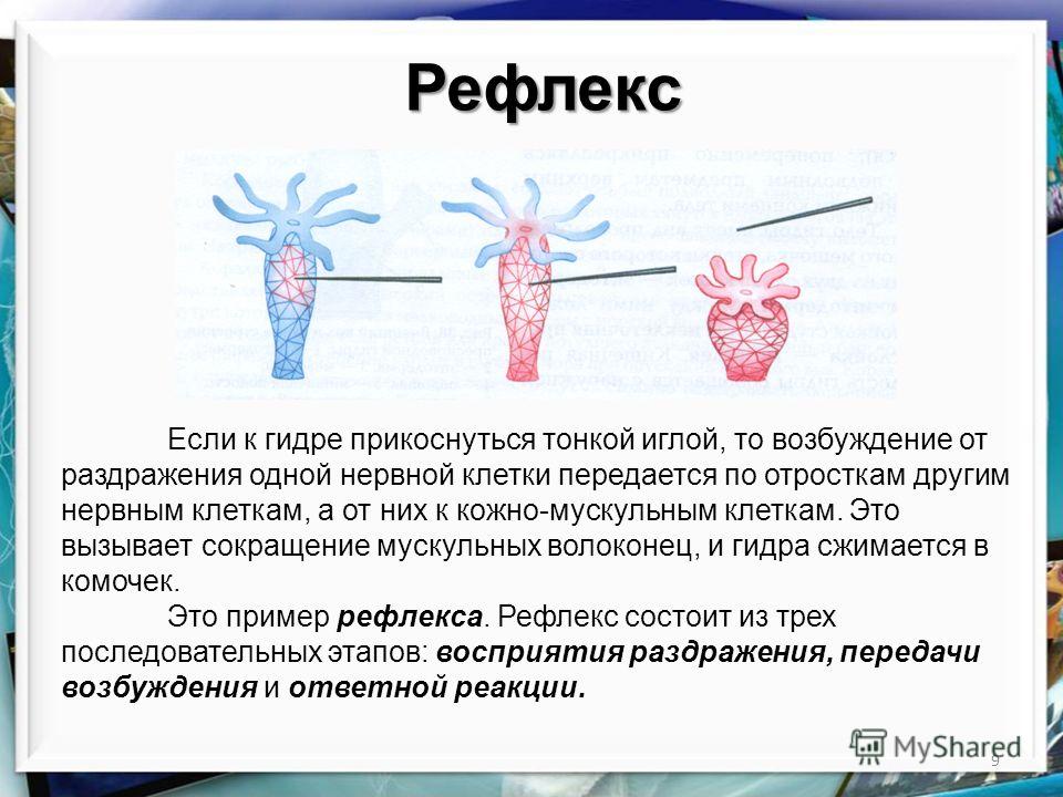 Кракен тор маркет пв